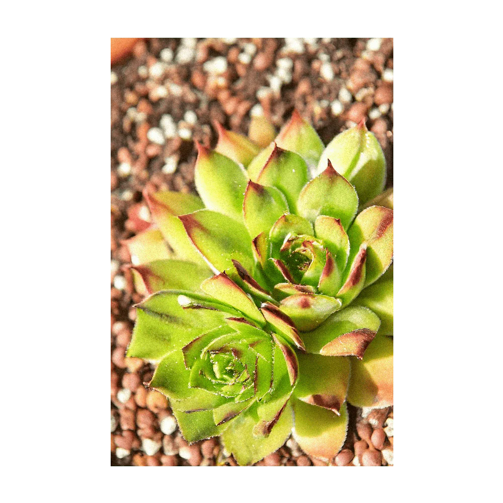 Chive Seed Co - Hens + Chicks Succulent Seed Packet