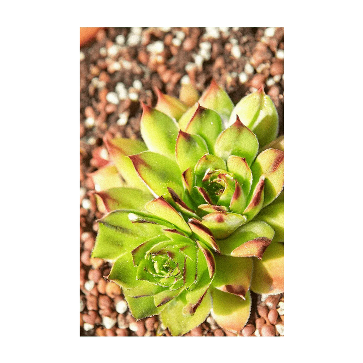 Chive Seed Co - Hens + Chicks Succulent Seed Packet