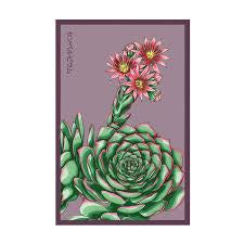 Chive Seed Co - Hens + Chicks Succulent Seed Packet